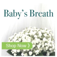 Baby's Breath