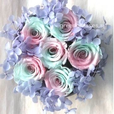 BXP09066-6 Rainbow Roses Everlasting Preserved 永生花 in Box