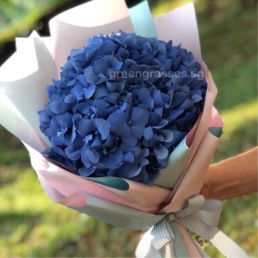 HB05555-PW-1 Blue Hydrangea