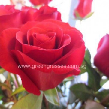 HB050099 Fresh Flower Bouquet