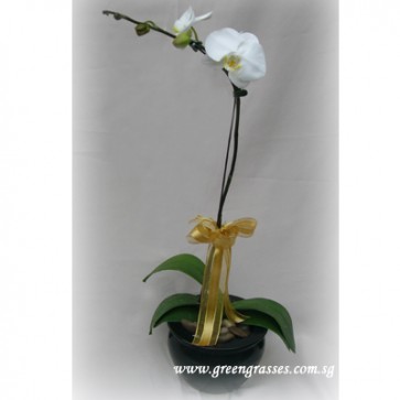 PP06002 Potted Wh Phalaenopsis
