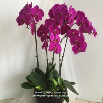 PP20013 Potted 5H Ppl Phalaenopsis Orchids