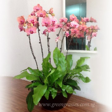 PP20016 Potted 5H Phaleanopsis Orchids