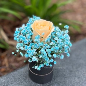 BX03555-1 Champagne Rose in Box