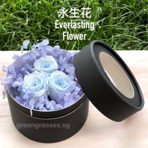BXP07543-3 Lt Blue Roses Everlasting Preserved 永生花 in Box