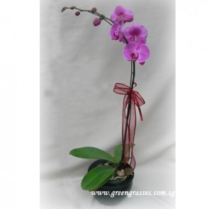 PP06001-Potted Ppl Phalaenopsis