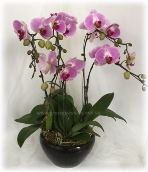 PP17522 Potted Ppl/Pk Phalaenopsis Orchids